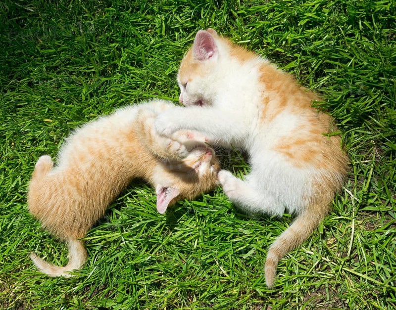 Two young cats playfighting with each other