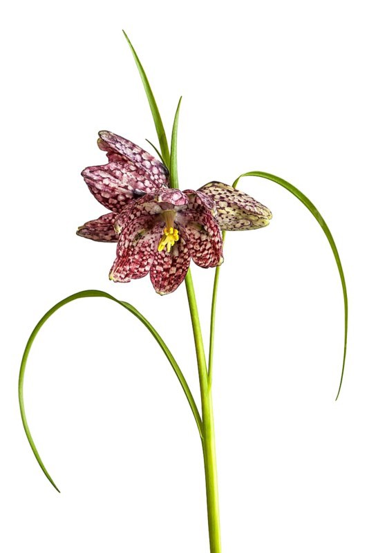 Snake's Head Fritillary (Fritillaria meleagris)