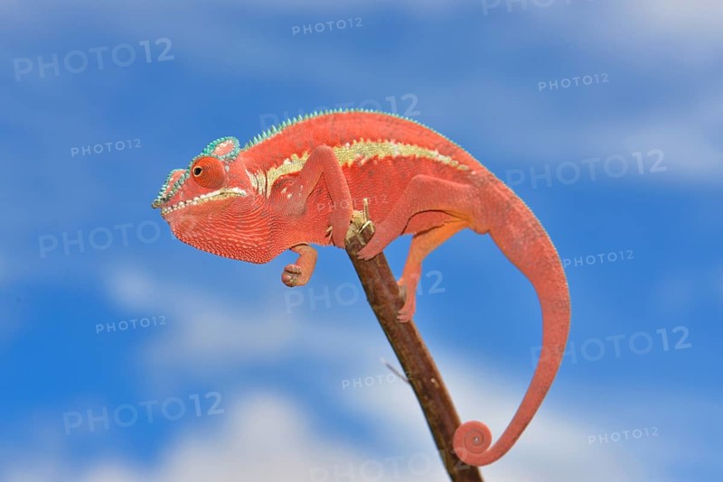 Panther Chameleon (Furcifer pardalis)