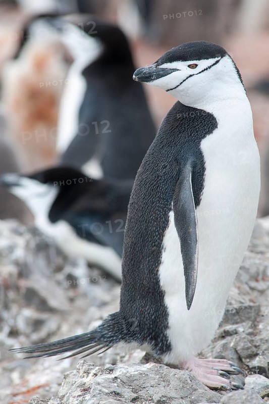 Chinstrap Penguin (Pygoscelis antarcticus)