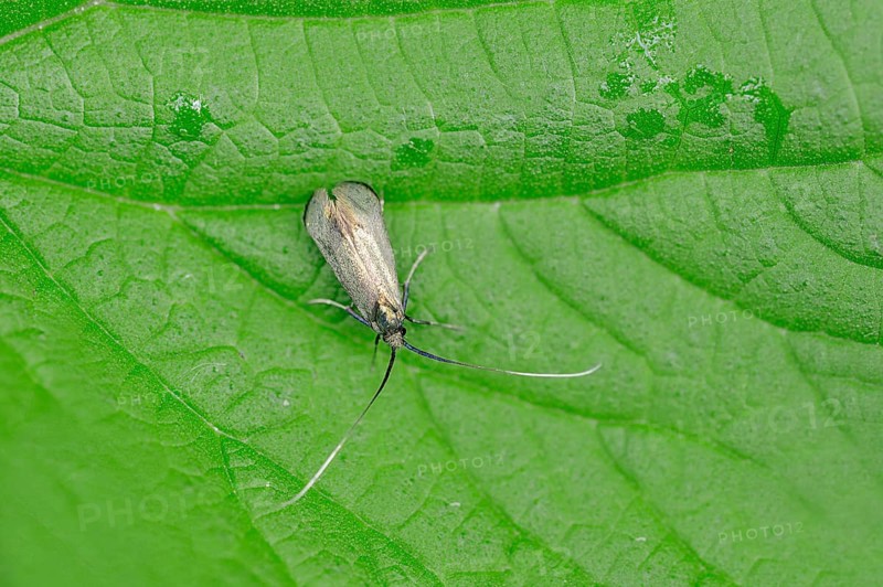Green Longhorn (Adela reaumurella)