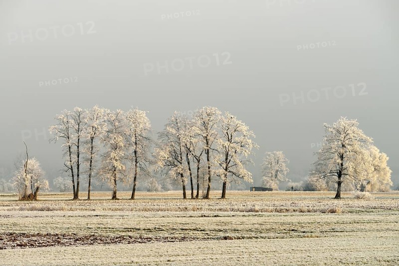 Black Alder (Alnus glutinosa) with hoarfrost