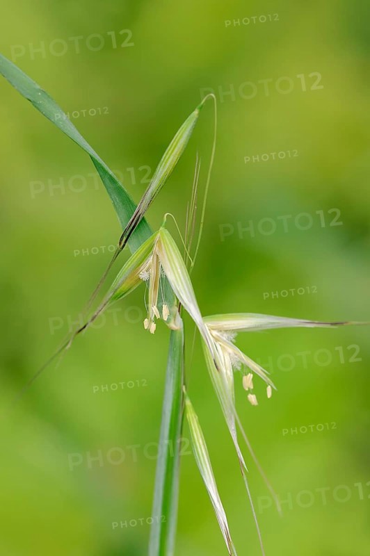 Animated Oat or Sterile Oat (Avena sterilis)