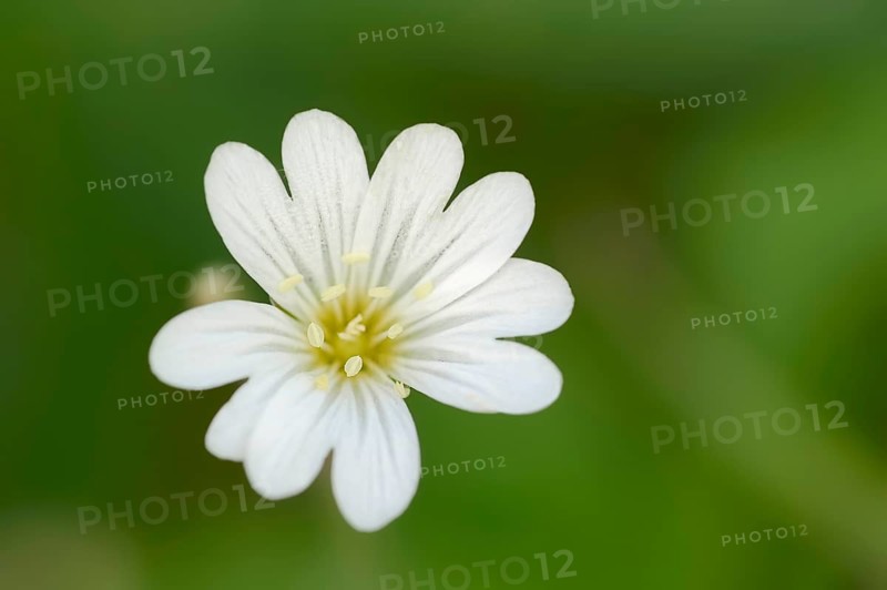 Field Chickweed (Cerastium arvense)