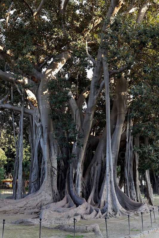 Moreton Bay Fig (Ficus macrophylla) with aerial roots
