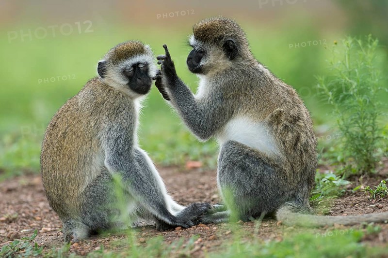 Vervet monkey (Chlorocebus) grooming