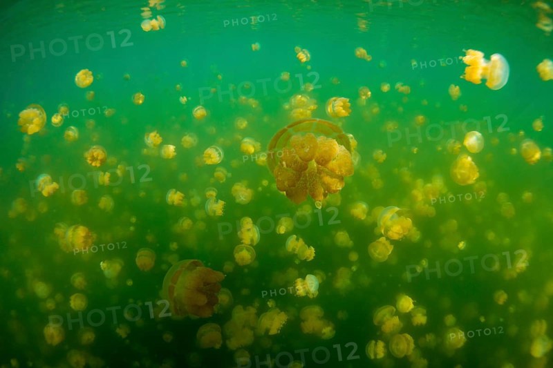 Golden Medusas or Papuan Jellyfish (Papua Mastigias)