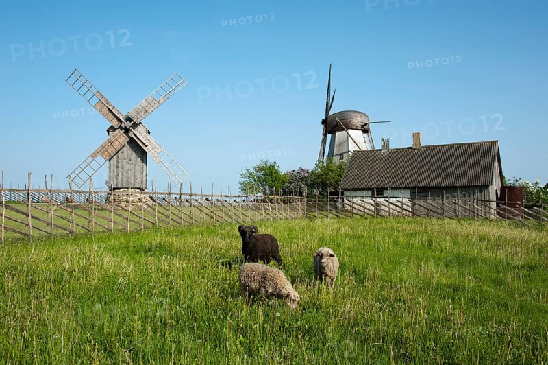 Sheep grazing in front of windmills