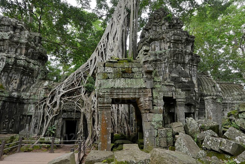 Ta Prohm temple complex overgrown with strangler fig(Ficus virens)