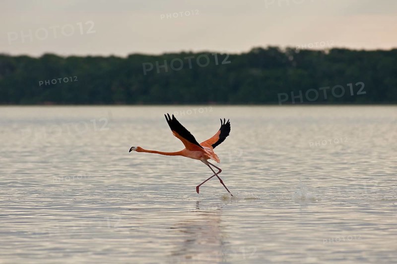 American flamingo (Phoenicopterus ruber)