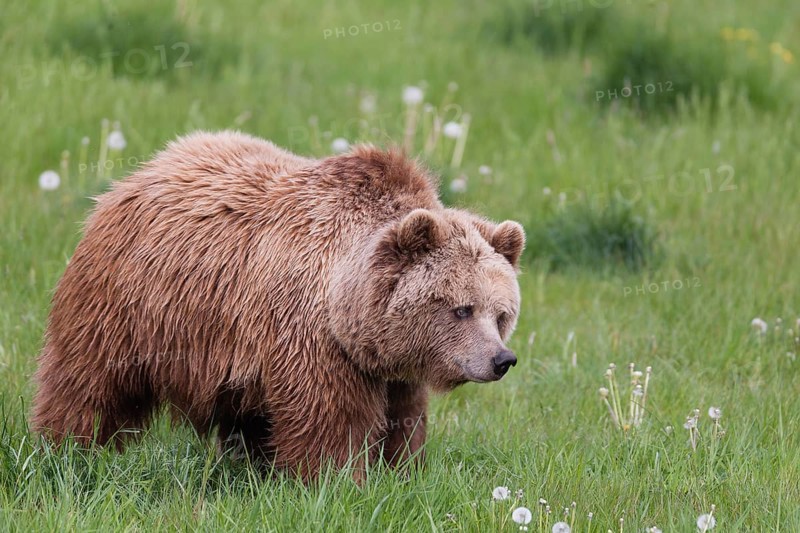 Brown bear (Ursus arctos)