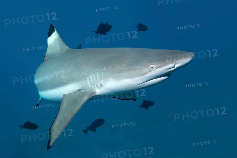Blacktip Reef Shark (Carcharhinus melanopterus)