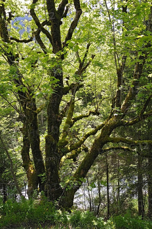 Moss-covered Maple (Acer)