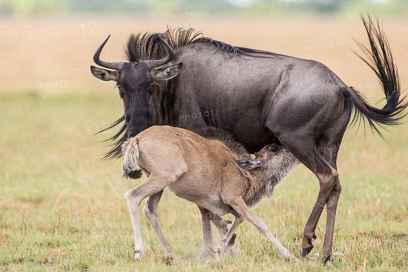 Blue Wildebeest (Connochaetes taurinus) suckling calf