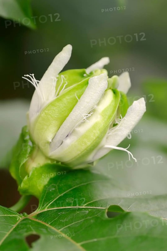 Bluecrown Passionflower (Passiflora caerulea)