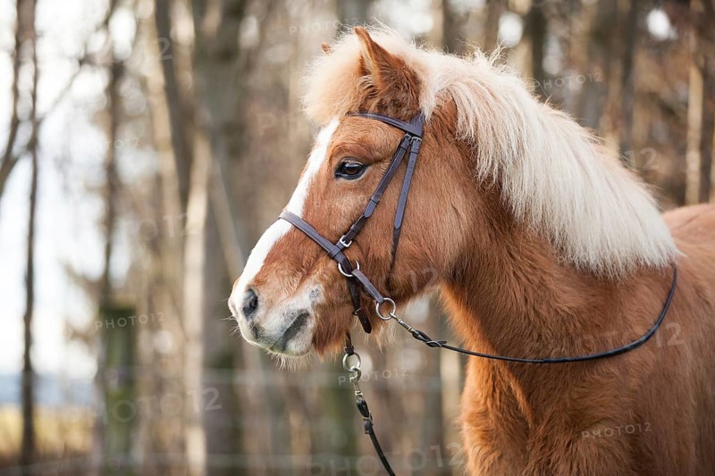 Chestnut Icelandic Horse