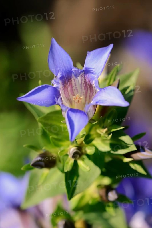 Crested Gentian or Summer Gentian (Gentiana septemfida var lagodechiana)