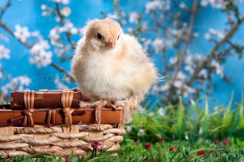 Domestic fowl chick