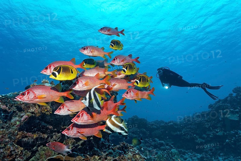 Shoal of Sabre Squirrelfish