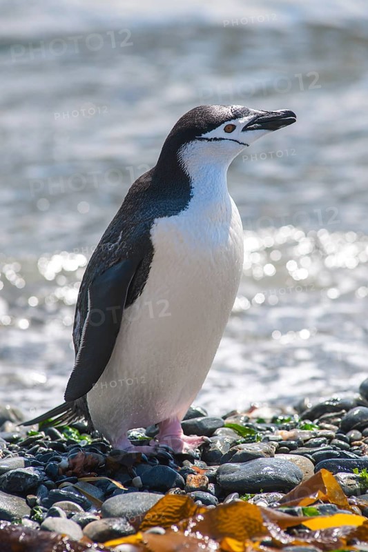 Chinstrap Penguin (Pygoscelis antarcticus)