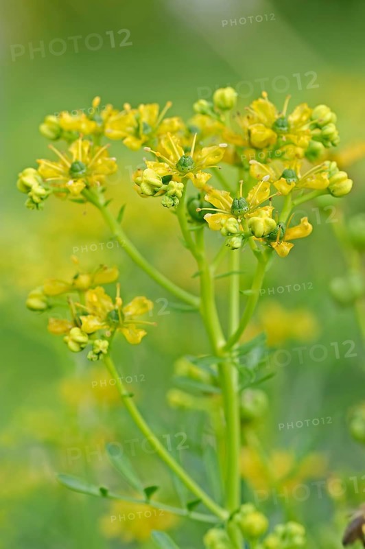 Common Rue or Herb-of-grace (Ruta graveolens)