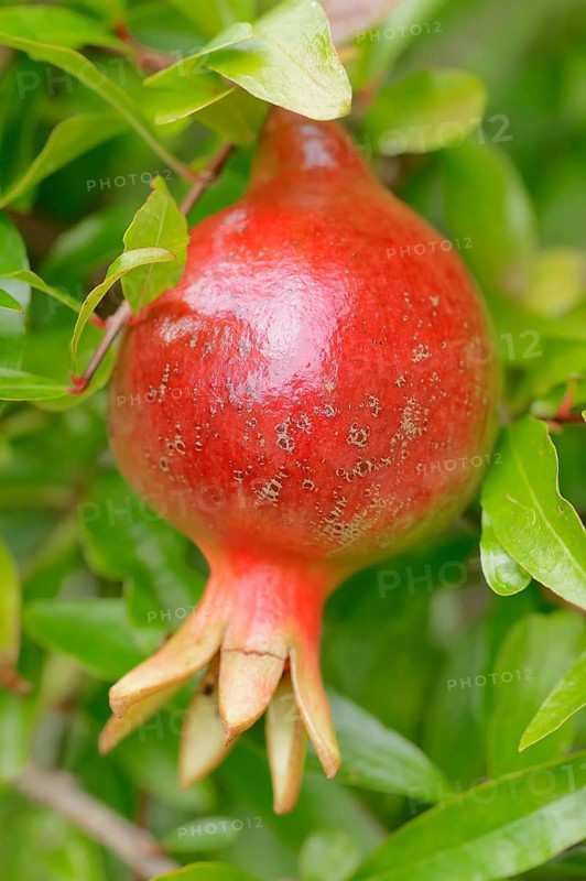 Dwarf Pomegranate (Punica granatum nana var)
