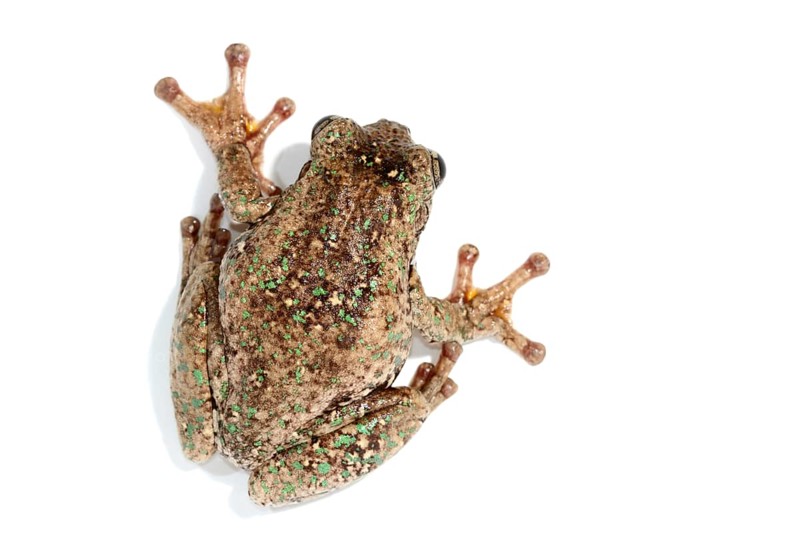 Peron's Tree Frog (Litoria peronii)
