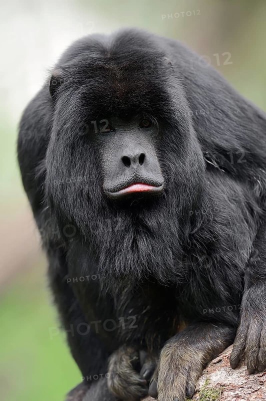 Black Howler Monkey (Alouatta caraya)