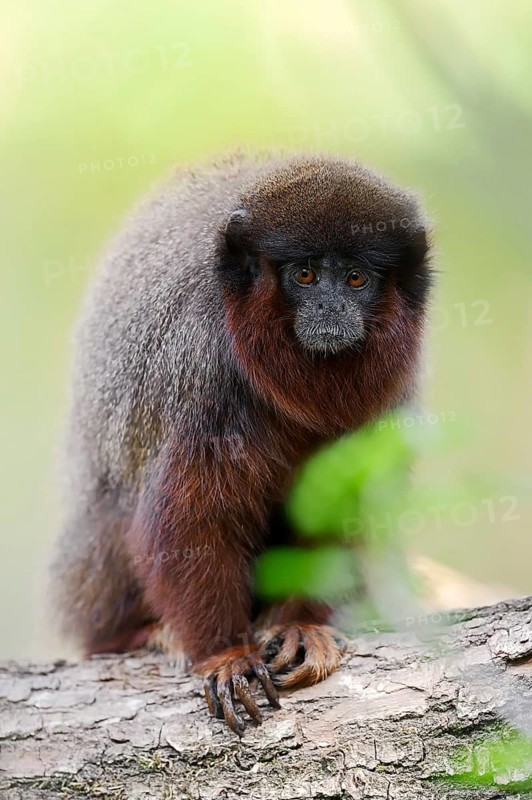 Coppery Titi Monkey or Red Titi Monkey (Callicebus cupreus)