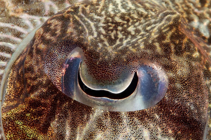 Eye of a Broadclub Cuttlefish (Sepia latimanus)
