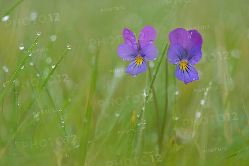 Heartsease or Wild Pansy (Viola tricolor)