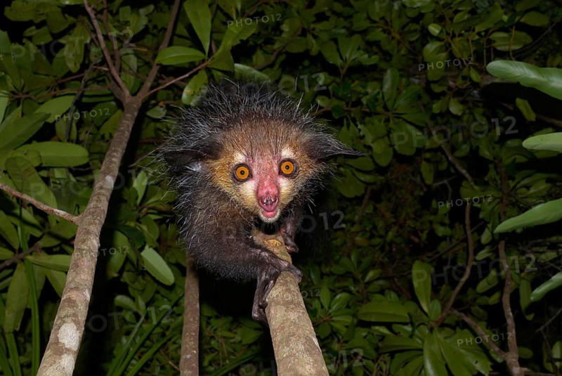 Aye-aye (Daubentonia madagascariensis)