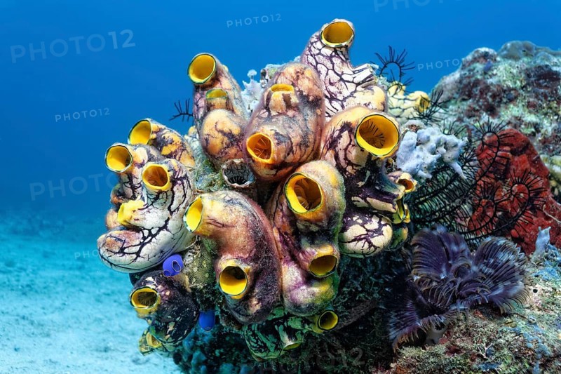 Colony of Polycarpa-Sea Squirts (Polycarpa aurata) on a coral reef