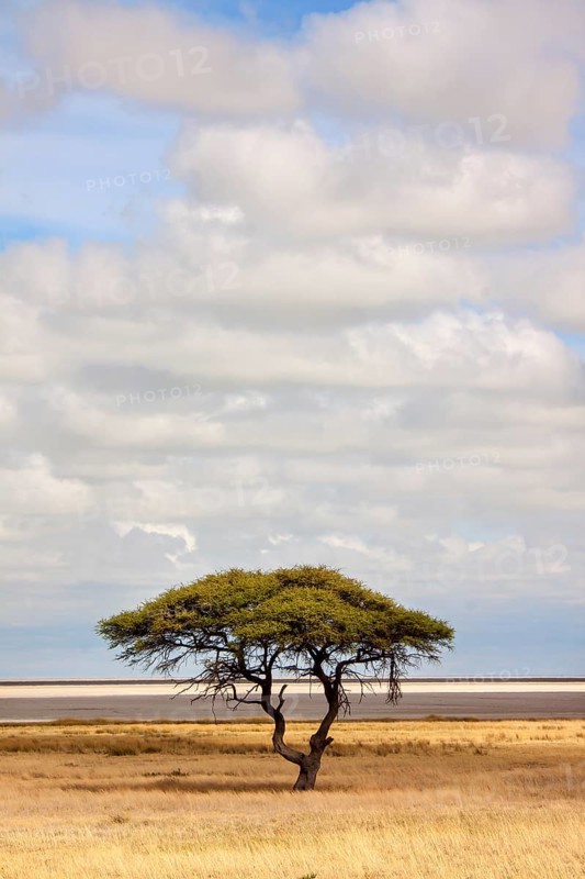 Umbrella Thorn Acacia (Acacia tortilis)