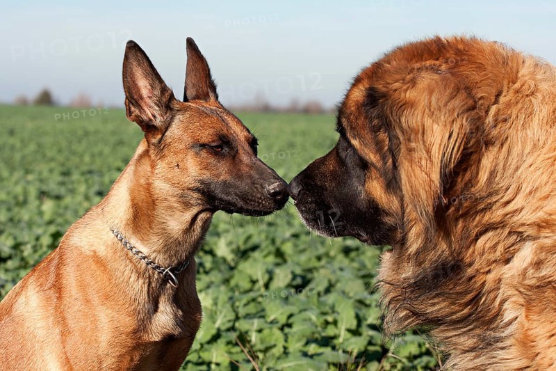 Belgian Shepherd Dog and Leonberger sniffing each other