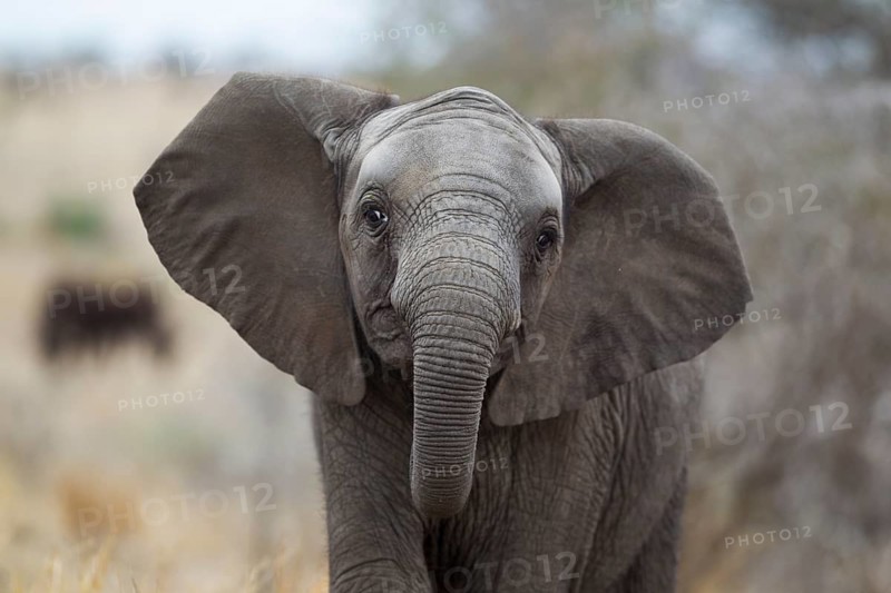 African Elephant (Loxodonta africana)
