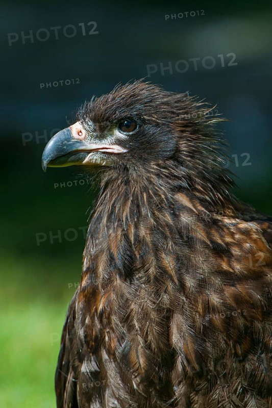 Striated Caracara or Johnny Rook (Phalcoboenus australis)