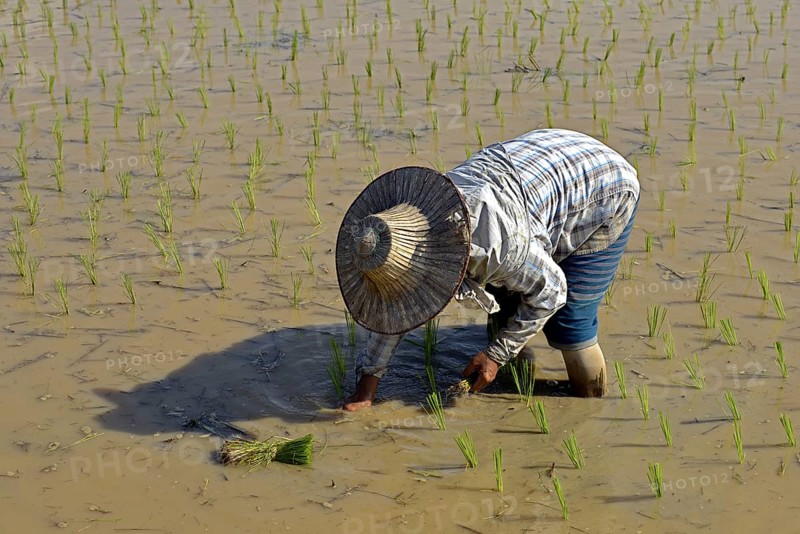 Rice cultivation