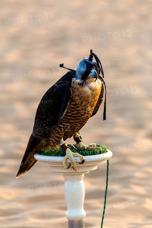 Gyrfalcon(Falco rusticolus)