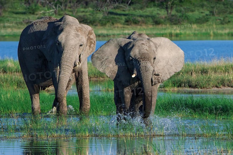 African elephants (Loxodonta africana) at the Namutoni waterhole
