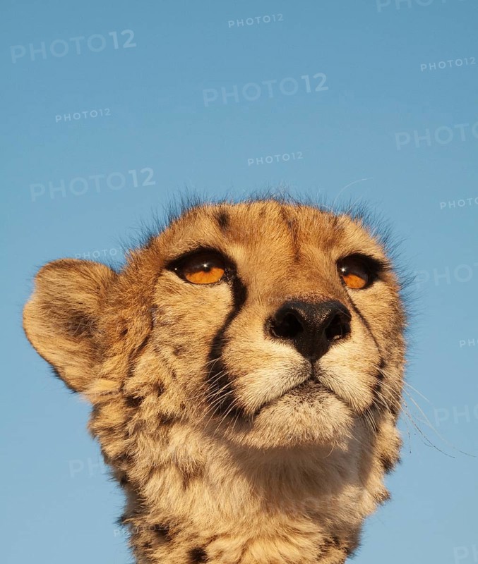 Cheetah (Acinonyx jubatus)