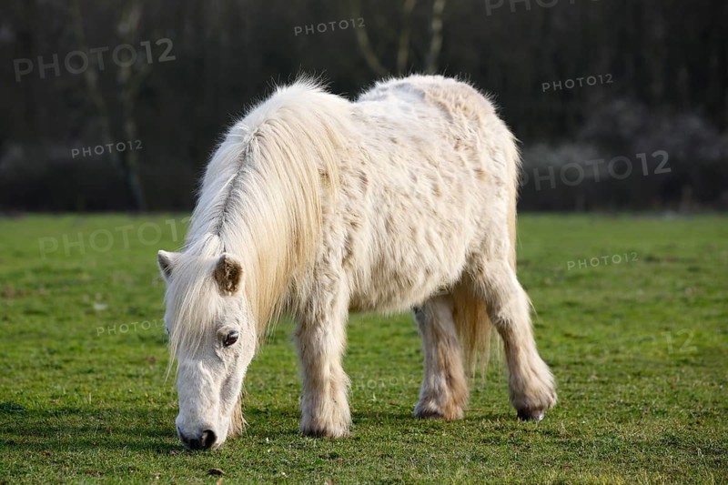 White mini Shetland pony