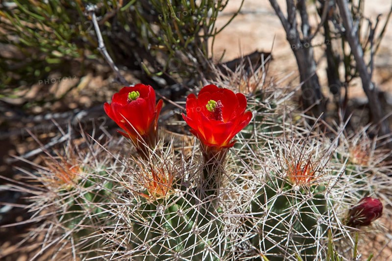 Hedgehog Cactus (Echinocereus) in bloom