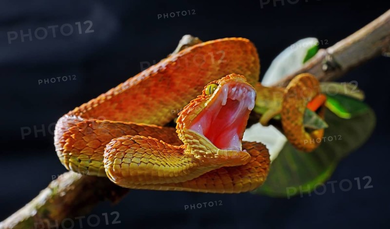 Mayombe Bush-Viper (Atheris squamigera anisolepis)