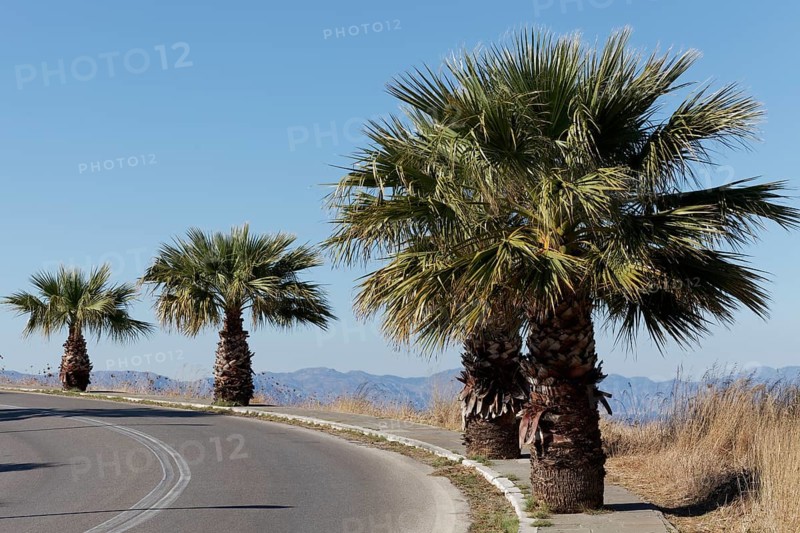 Curve with palm trees