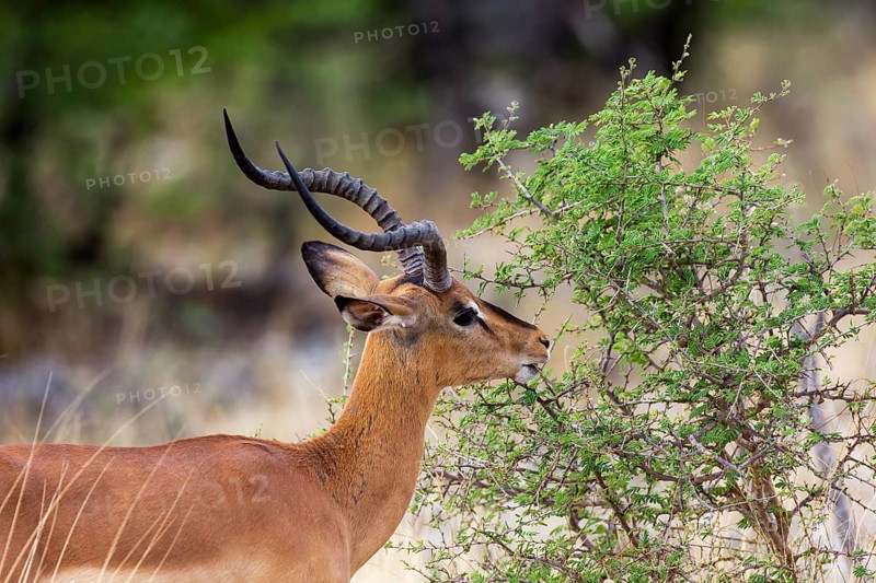 Black-faced Impala (Aepyceros melampus petersi)