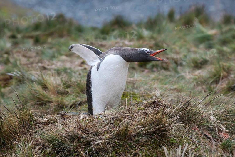 Gentoo Penguin (Pygoscelis papua)