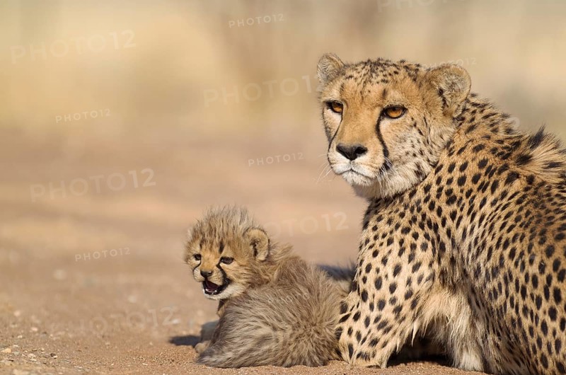 Cheetah (Acinonyx jubatus)
