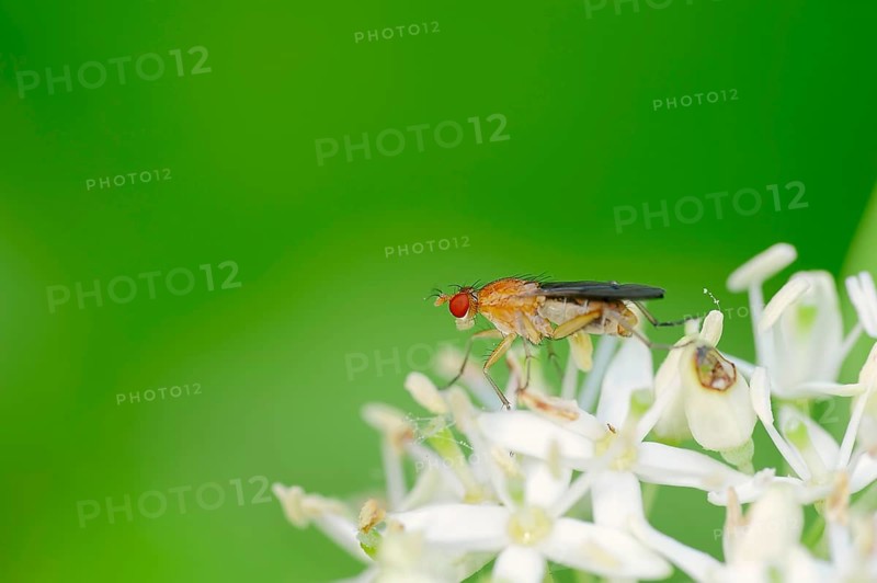 Horn Fly (Tetanocera spec.)