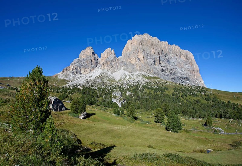 Alpine meadow